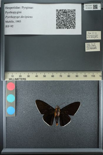 Media type: image;   Entomology 186229